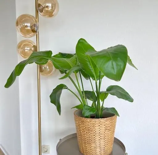 Pretty Rooftop Jacuzzi * Κέμνιτς